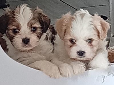 Cavatzu puppies 3 males left in Limerick