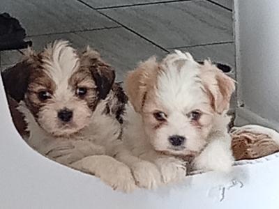 Cavatzu (Cavalier King Charles Spaniel x Shih Tzu) pups in Limerick