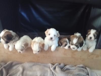 Cavatzu (Cavalier King Charles Spaniel x Shih Tzu) pups in Limerick
