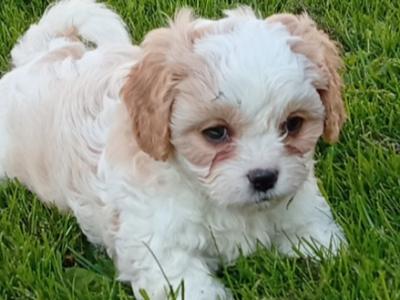 Cavatzu (Cavalier King Charles Spaniel x Shih Tzu) pups in Limerick