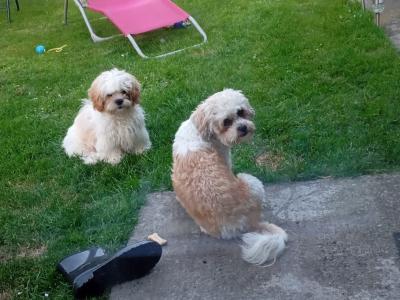 Cavatzu (Cavalier King Charles Spaniel x Shih Tzu) pups in Limerick