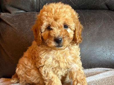 Beautiful Cavapoo puppies in Laois