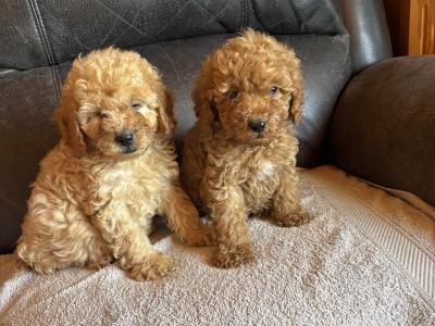 Beautiful Cavapoo puppies in Laois