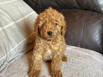 Beautiful Cavapoo puppies in Laois