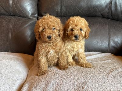 Beautiful Cavapoo puppies in Laois