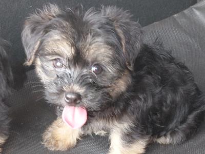 Yorkshire terrier