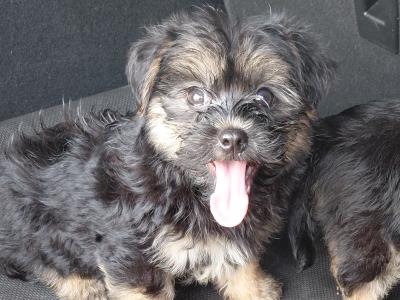 Yorkshire terrier