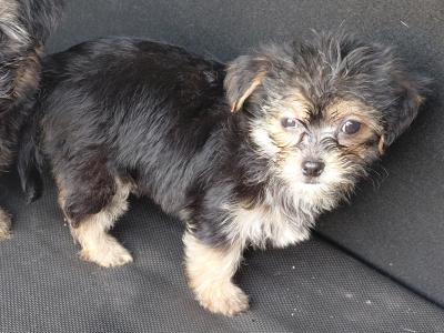 Yorkshire Terrier puppies 1 male 1 female in Longford - €450 1 male 1 female