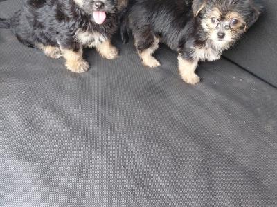 Yorkshire terrier
