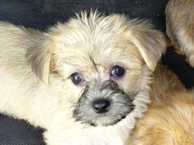 Shorkie puppies in Longford