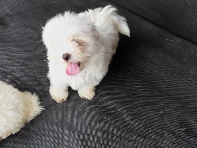 Maltese puppies in Longford