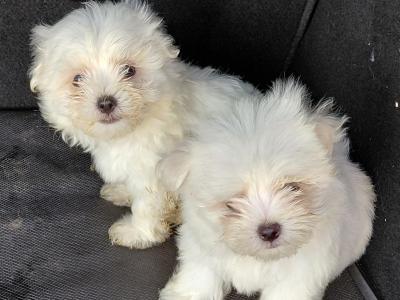 Maltese puppies in Longford