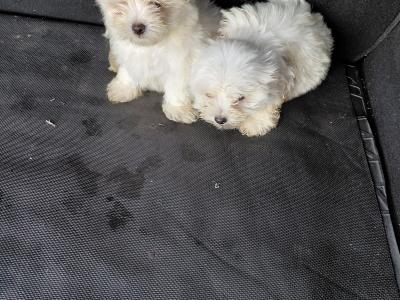 Maltese puppies in Longford