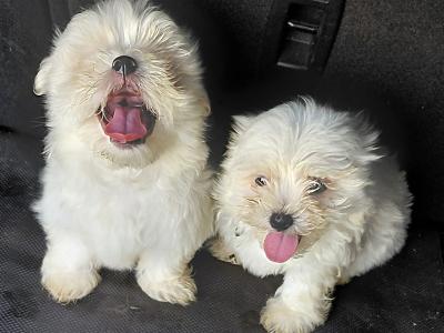Maltese puppies in Longford