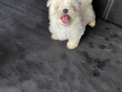 Maltese puppies in Longford