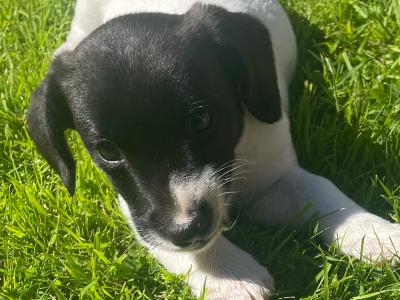 Jack Russel x Springer Spaniel puppy for sale in Cork