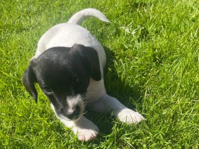 Female Jack Russell x Springer Spaniel puppy for sale in Cork