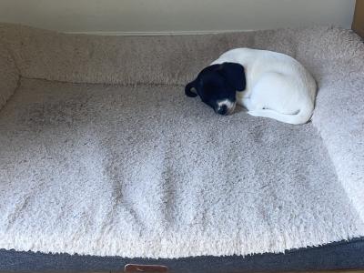 Jack Russel x Springer Spaniel puppy for sale in Cork