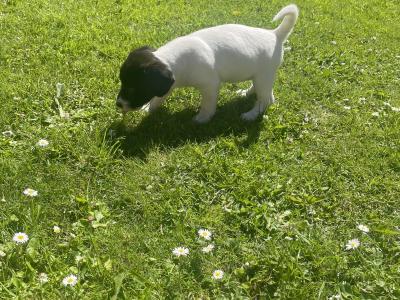 Jack Russel x Springer Spaniel puppy for sale in Cork