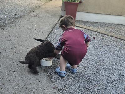Miniature Sproodle puppies in Cork