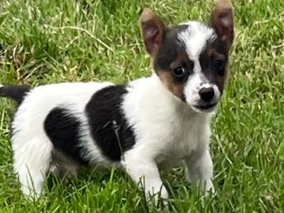 Male Jack Russell puppy in Roscommon