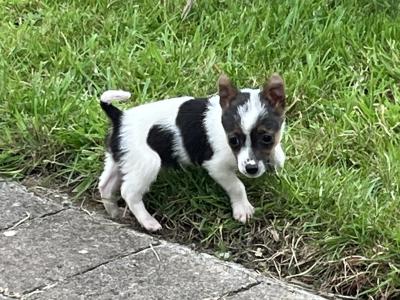 Male Jack Russell puppy in Roscommon