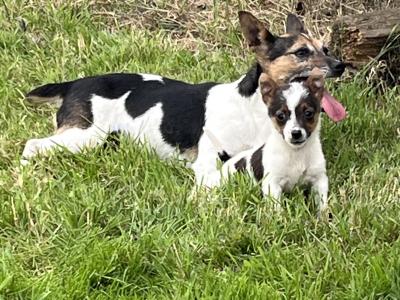 Male Jack Russell puppy in Roscommon