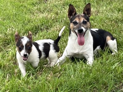 Male Jack Russell puppy in Roscommon