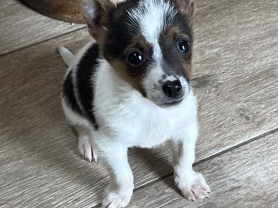 Male Jack Russell puppy in Roscommon
