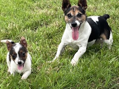 Male Jack Russell puppy in Roscommon