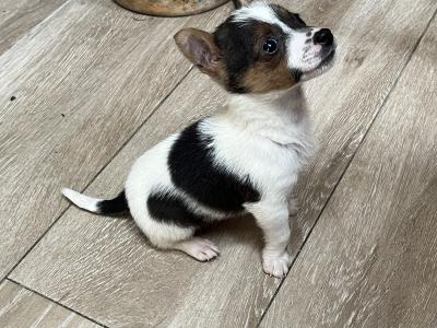 Male Jack Russell puppy in Roscommon