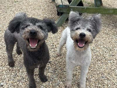 Adorable Pumi Puppies! Super social *Rare Breed*