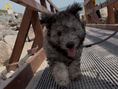Adorable IKC Registered Pumi puppies! Super social *Rare Breed* in Wexford