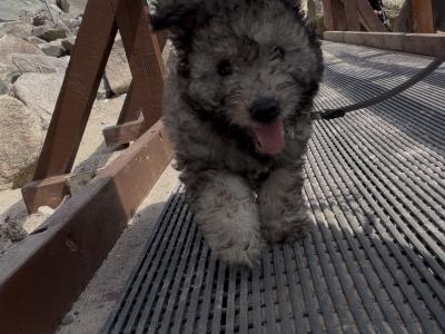 Adorable Pumi Puppies! Super social *Rare Breed*