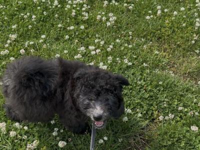 Adorable Pumi Puppies! Super social *Rare Breed*