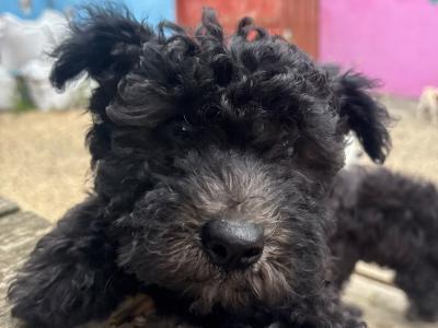 Adorable Pumi Puppies! Super social *Rare Breed*