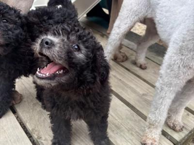 Adorable Pumi Puppies! Super social *Rare Breed*
