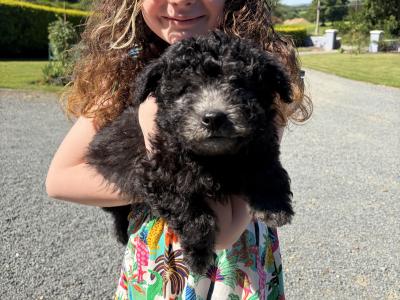Adorable Pumi Puppies! Super social *Rare Breed*