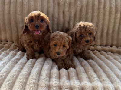 Cavapoo puppies in Meath