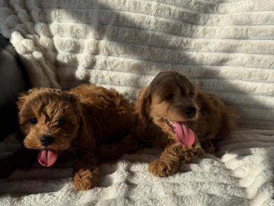 Cavapoo puppies in Meath