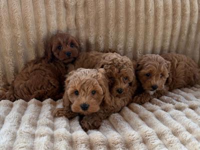 Cavapoo puppies in Meath
