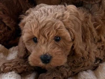 Cavapoo puppies in Meath