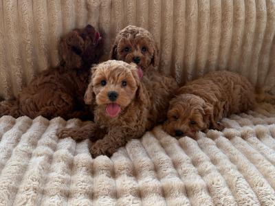 Cavapoo puppies in Meath