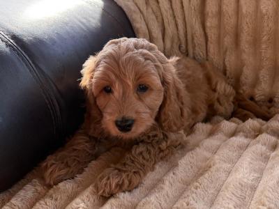 Cavapoo puppies in Meath