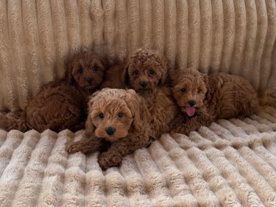 Cavapoo puppies in Meath