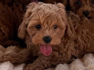 Cavapoo puppies in Meath