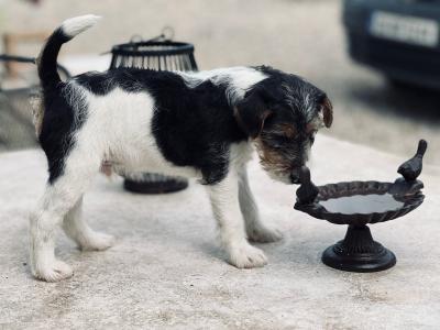IKC Registered Pedigree Fox Terrier puppies in Kilkenny