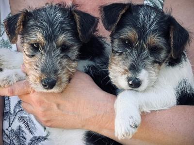 IKC Registered Pedigree Fox Terrier puppies in Kilkenny