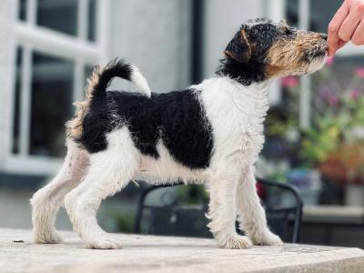 IKC Registered Pedigree Fox Terrier puppies in Kilkenny