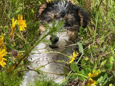 IKC Registered Pedigree Fox Terrier puppies in Kilkenny